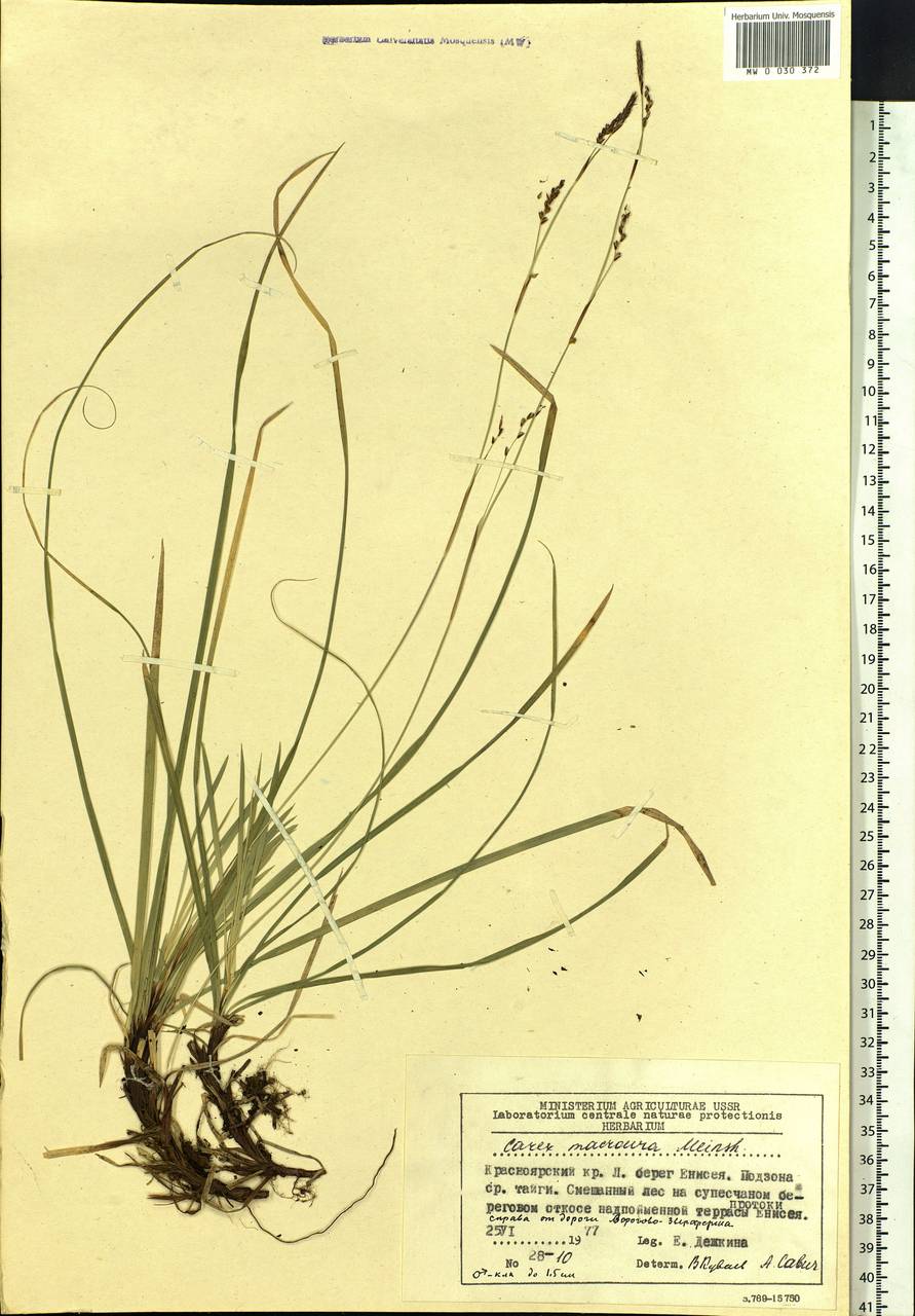 Carex pediformis var. macroura (Meinsh.) Kük., Siberia, Central Siberia (S3) (Russia)