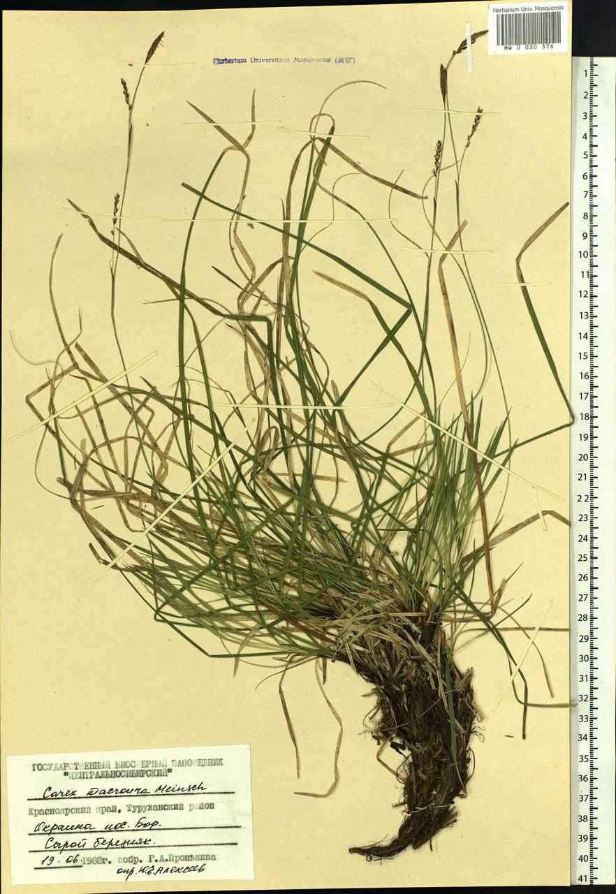 Carex pediformis var. macroura (Meinsh.) Kük., Siberia, Central Siberia (S3) (Russia)