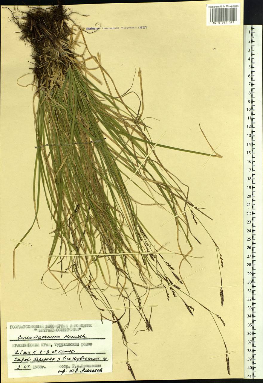 Carex pediformis var. macroura (Meinsh.) Kük., Siberia, Central Siberia (S3) (Russia)