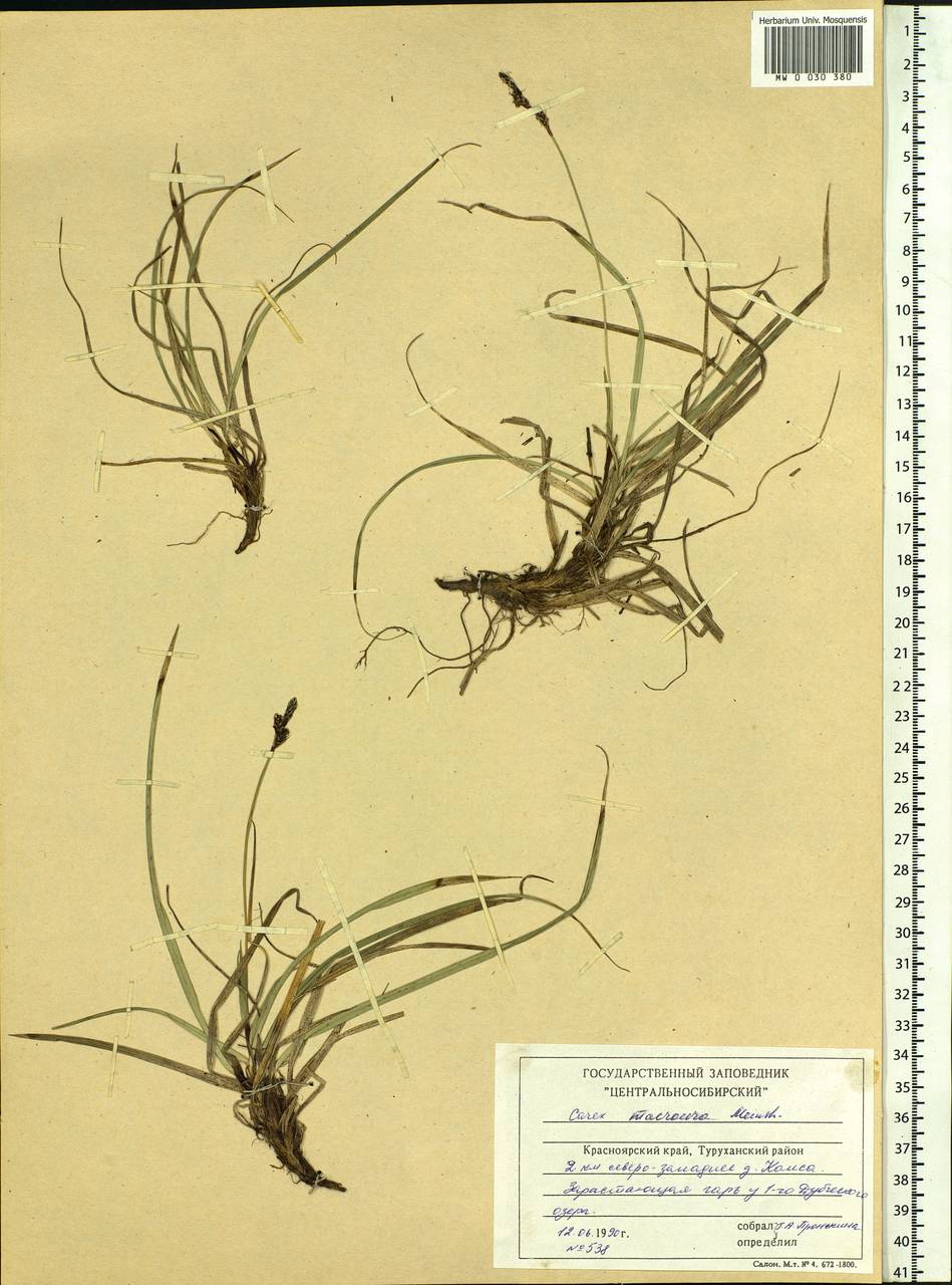 Carex pediformis var. macroura (Meinsh.) Kük., Siberia, Central Siberia (S3) (Russia)