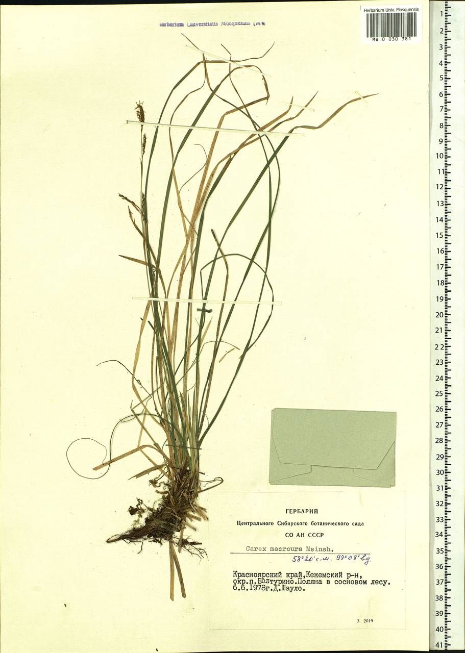 Carex pediformis var. macroura (Meinsh.) Kük., Siberia, Central Siberia (S3) (Russia)