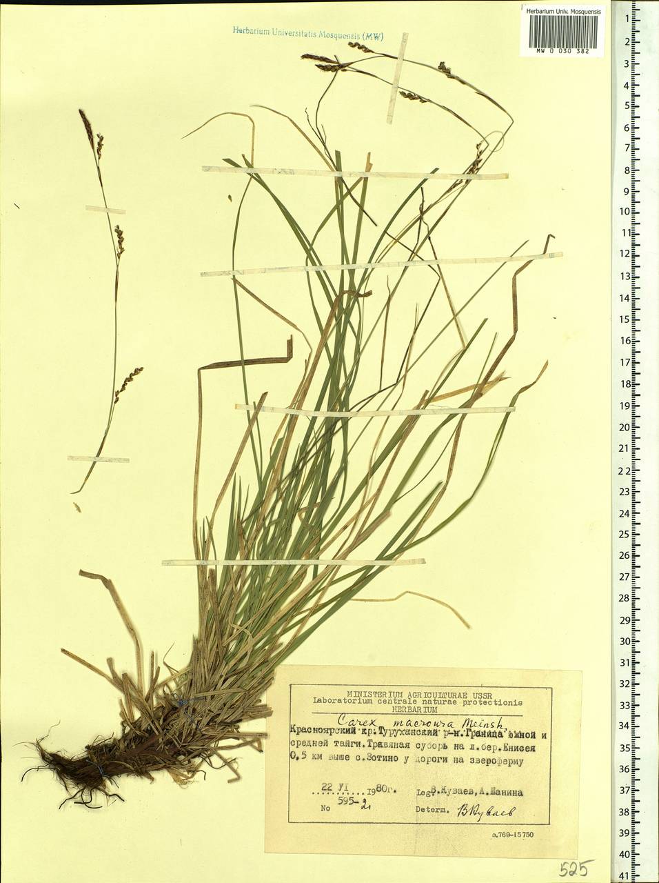 Carex pediformis var. macroura (Meinsh.) Kük., Siberia, Central Siberia (S3) (Russia)