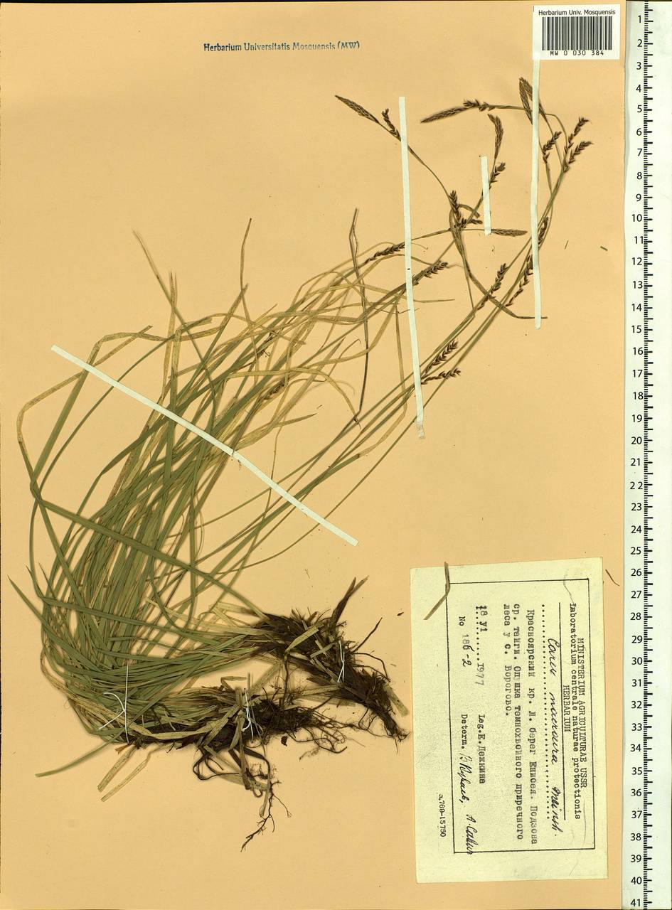 Carex pediformis var. macroura (Meinsh.) Kük., Siberia, Central Siberia (S3) (Russia)
