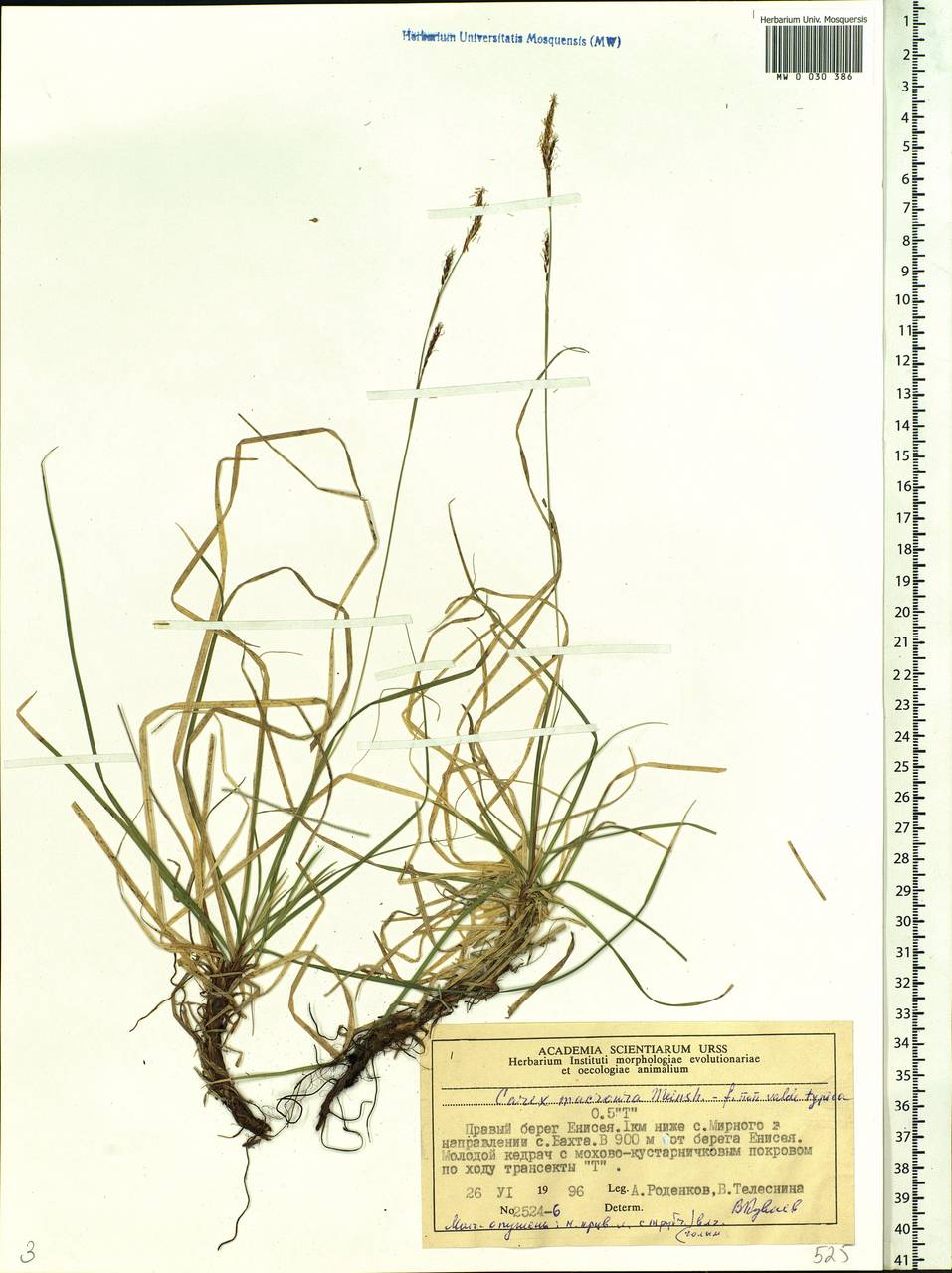Carex pediformis var. macroura (Meinsh.) Kük., Siberia, Central Siberia (S3) (Russia)