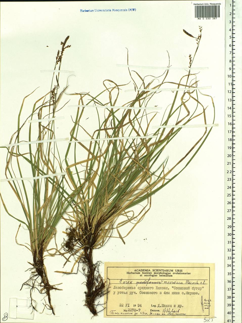 Carex pediformis var. macroura (Meinsh.) Kük., Siberia, Central Siberia (S3) (Russia)