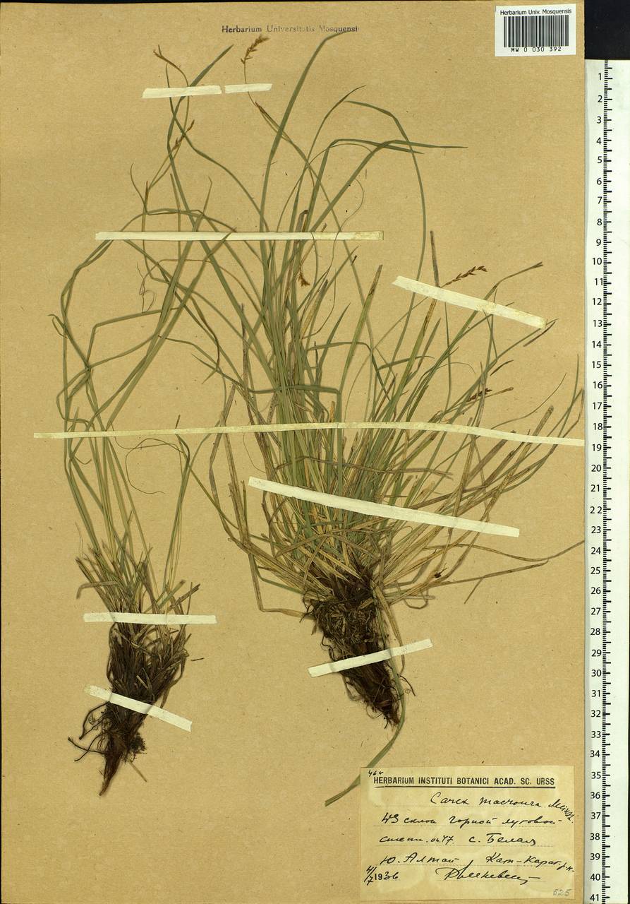 Carex pediformis var. macroura (Meinsh.) Kük., Siberia, Western (Kazakhstan) Altai Mountains (S2a) (Kazakhstan)