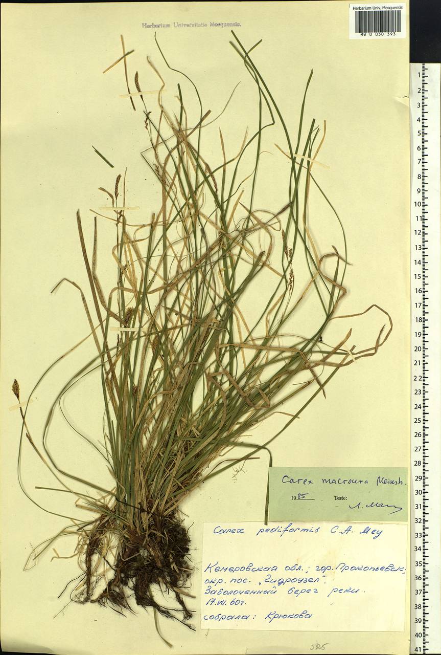 Carex pediformis var. macroura (Meinsh.) Kük., Siberia, Altai & Sayany Mountains (S2) (Russia)