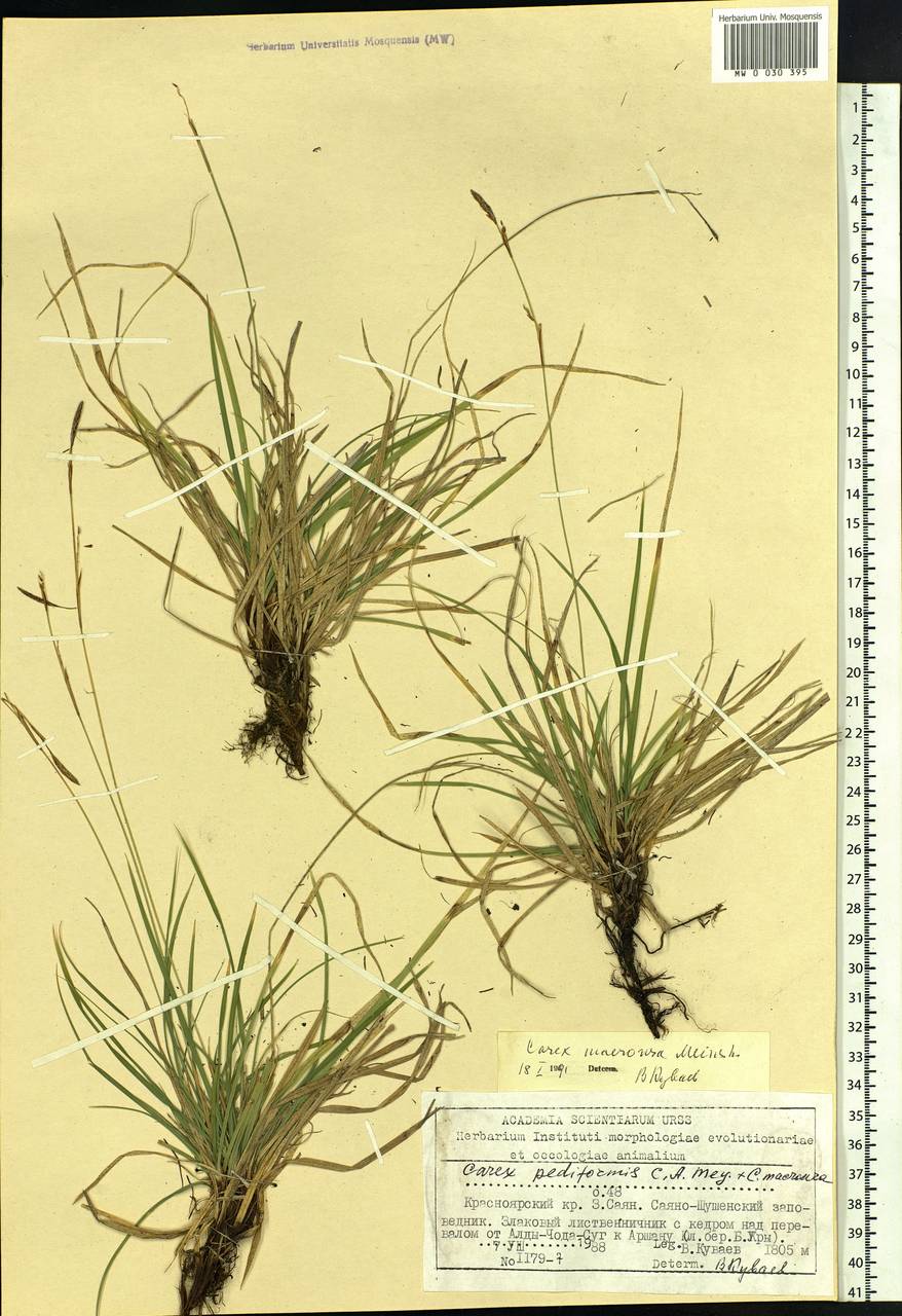 Carex pediformis var. macroura (Meinsh.) Kük., Siberia, Altai & Sayany Mountains (S2) (Russia)