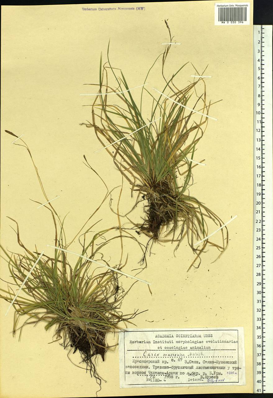 Carex pediformis var. macroura (Meinsh.) Kük., Siberia, Altai & Sayany Mountains (S2) (Russia)