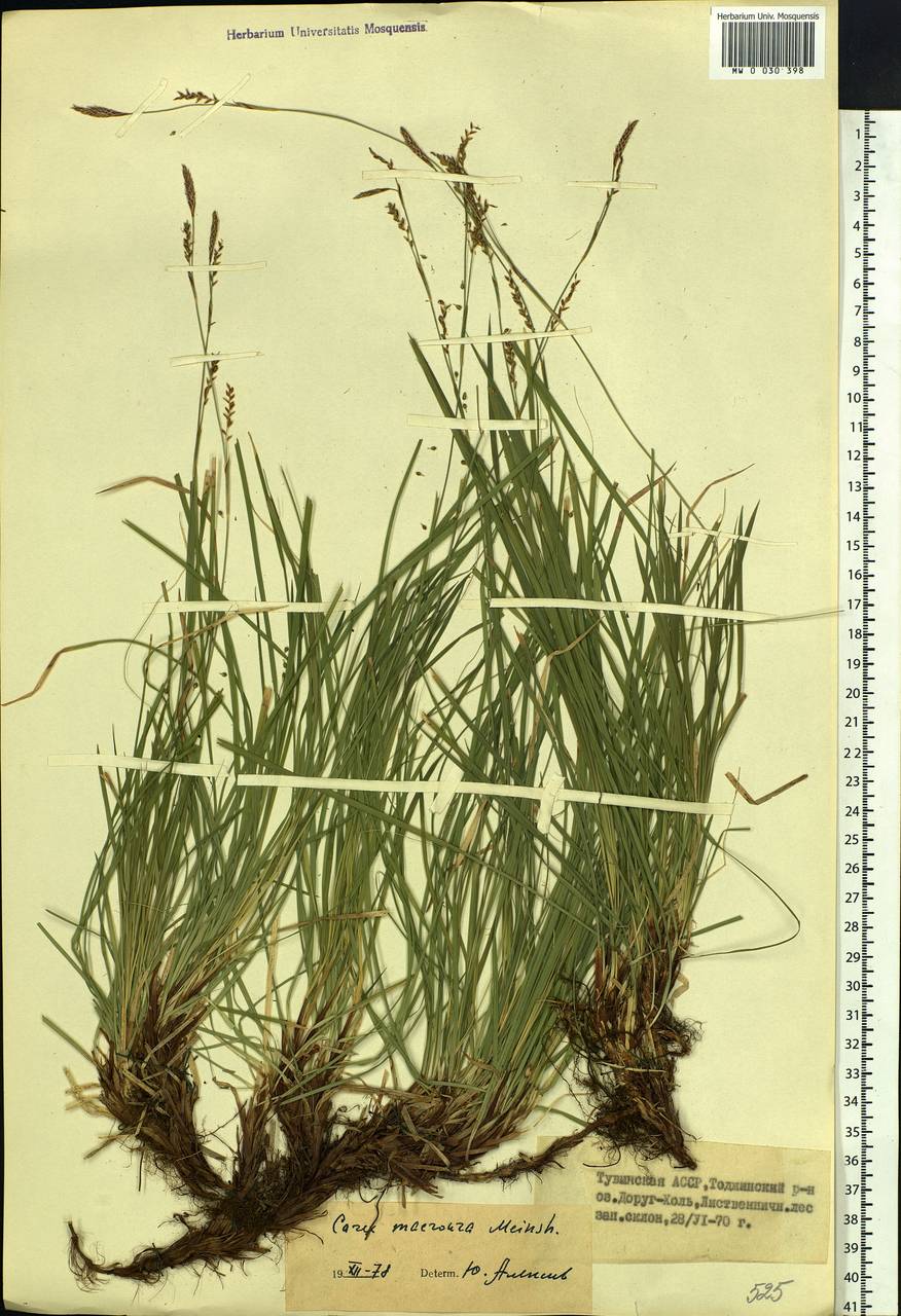 Carex pediformis var. macroura (Meinsh.) Kük., Siberia, Altai & Sayany Mountains (S2) (Russia)
