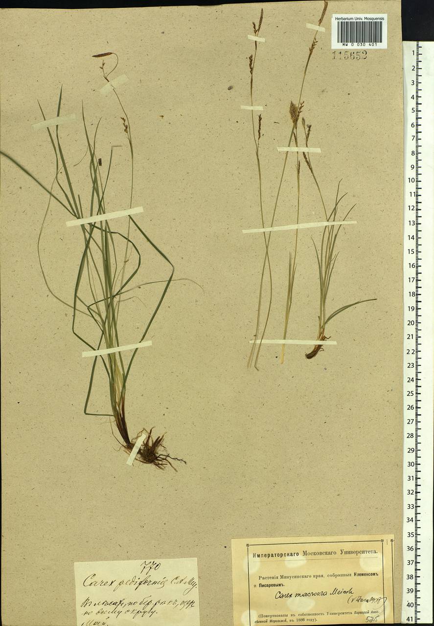 Carex pediformis var. macroura (Meinsh.) Kük., Siberia, Altai & Sayany Mountains (S2) (Russia)