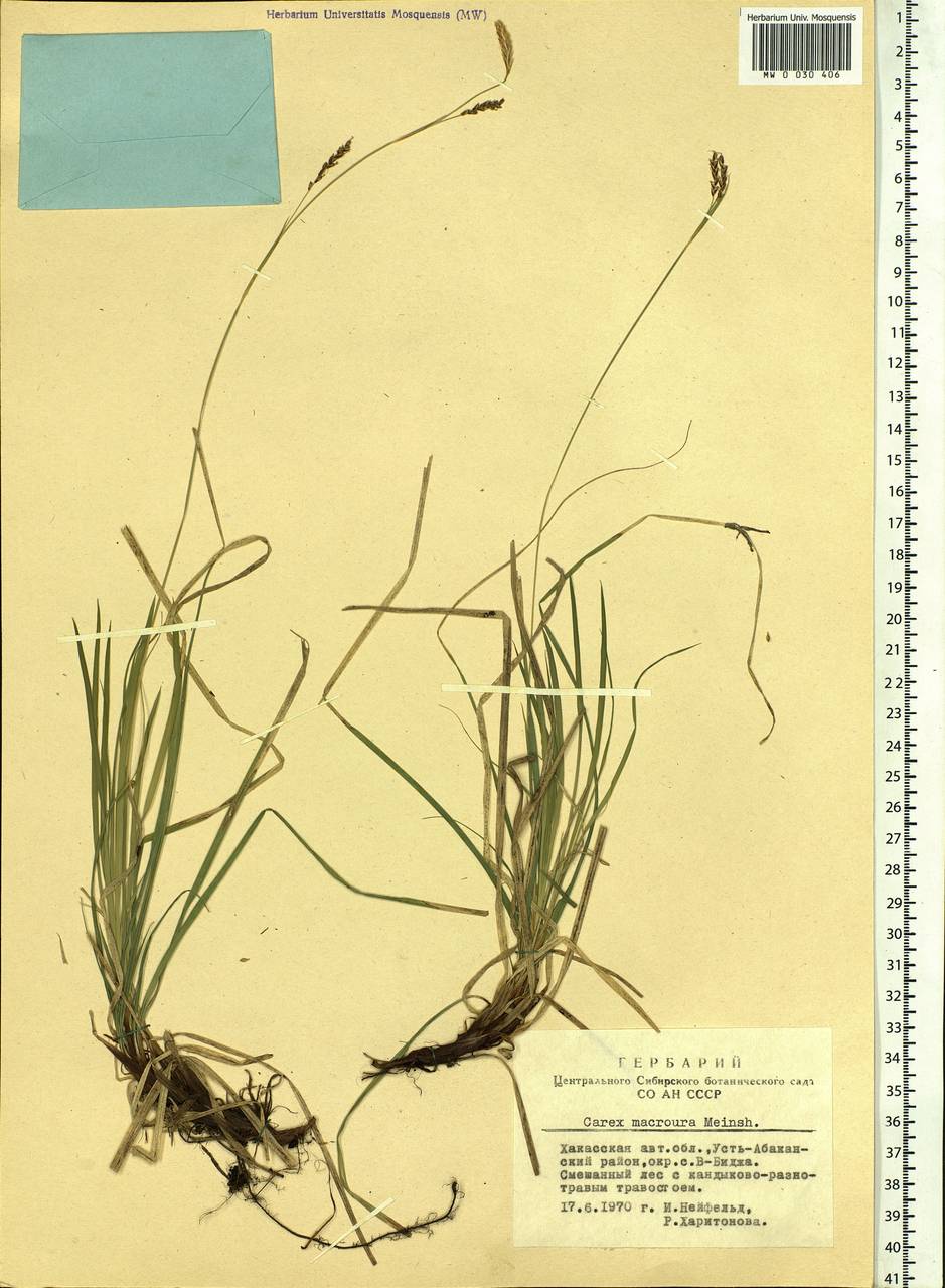 Carex pediformis var. macroura (Meinsh.) Kük., Siberia, Altai & Sayany Mountains (S2) (Russia)
