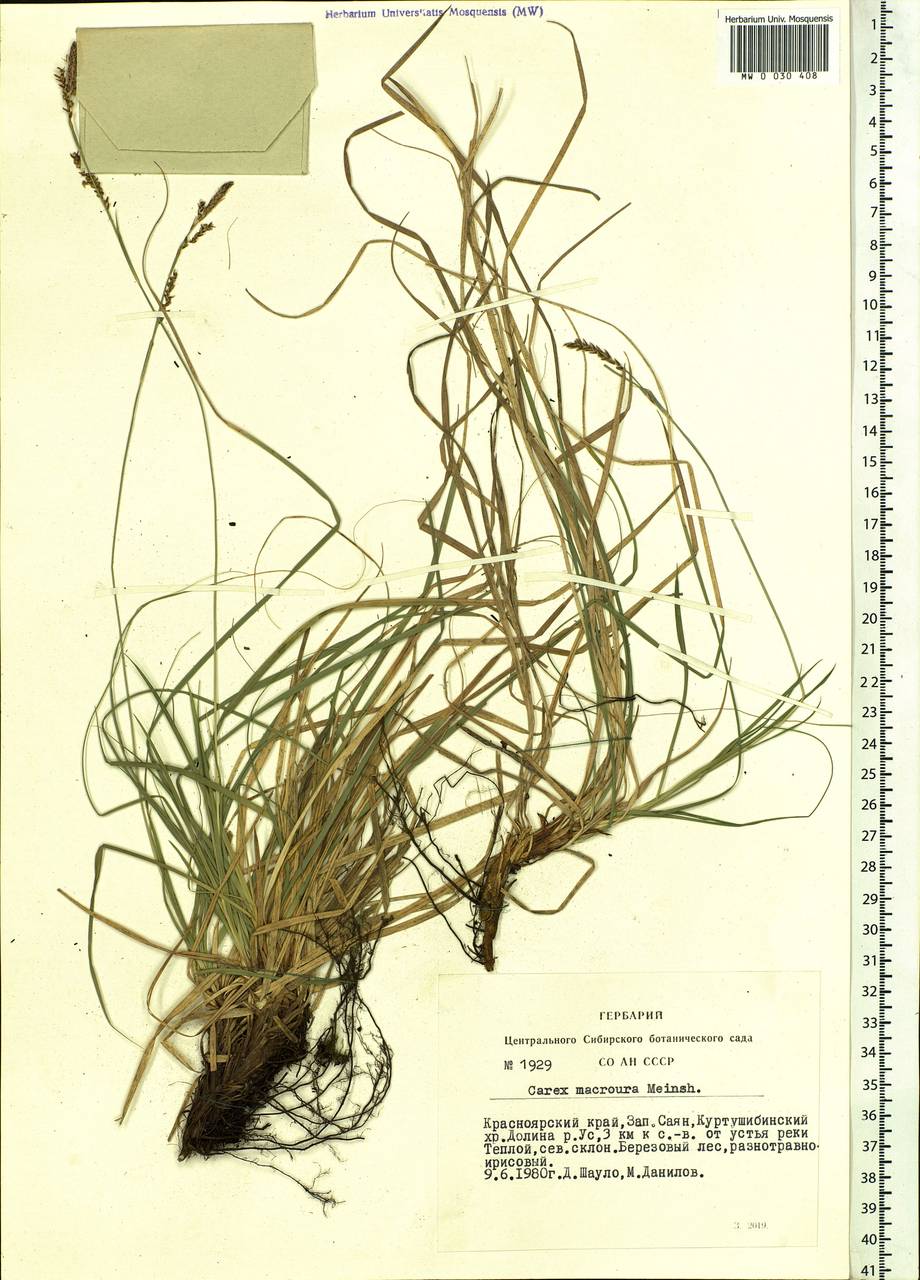 Carex pediformis var. macroura (Meinsh.) Kük., Siberia, Altai & Sayany Mountains (S2) (Russia)