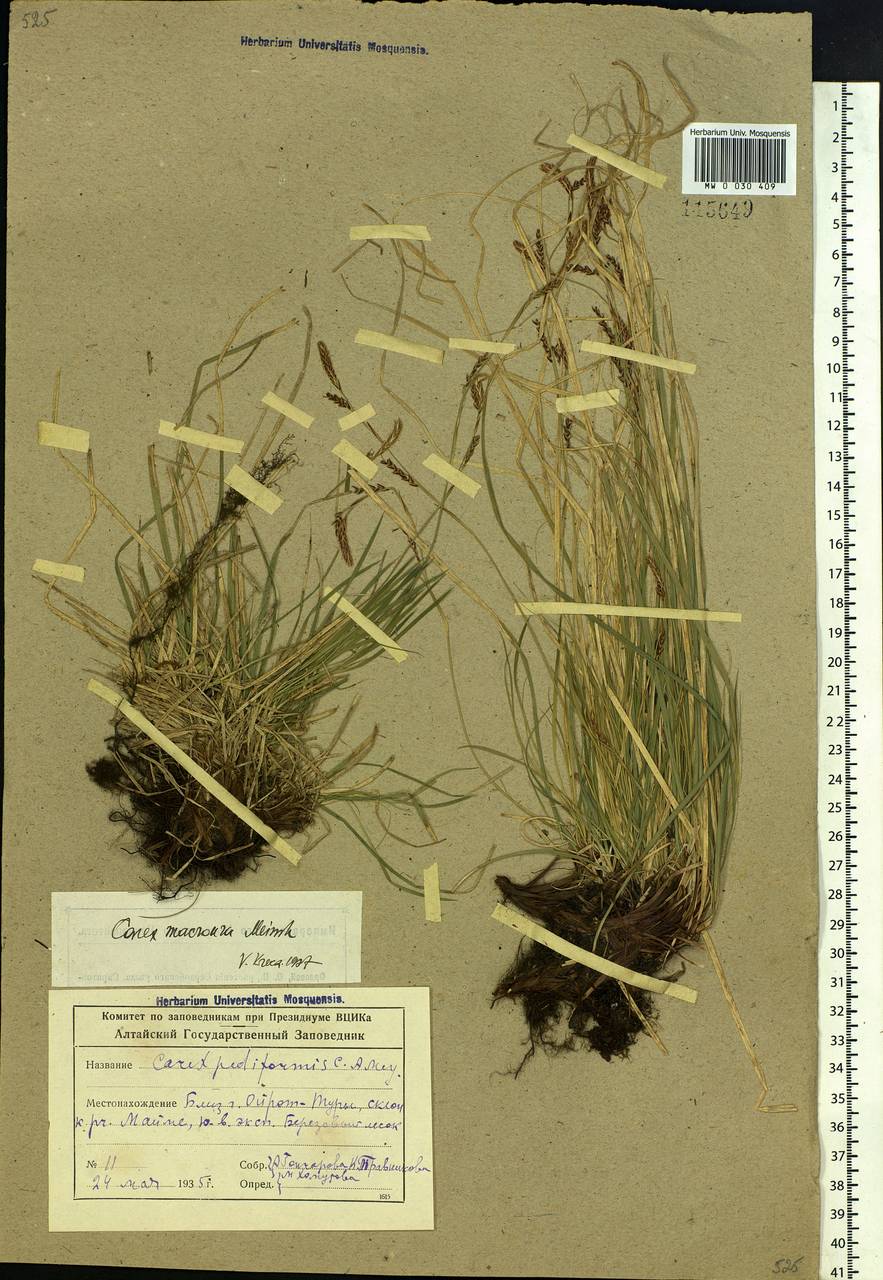Carex pediformis var. macroura (Meinsh.) Kük., Siberia, Altai & Sayany Mountains (S2) (Russia)