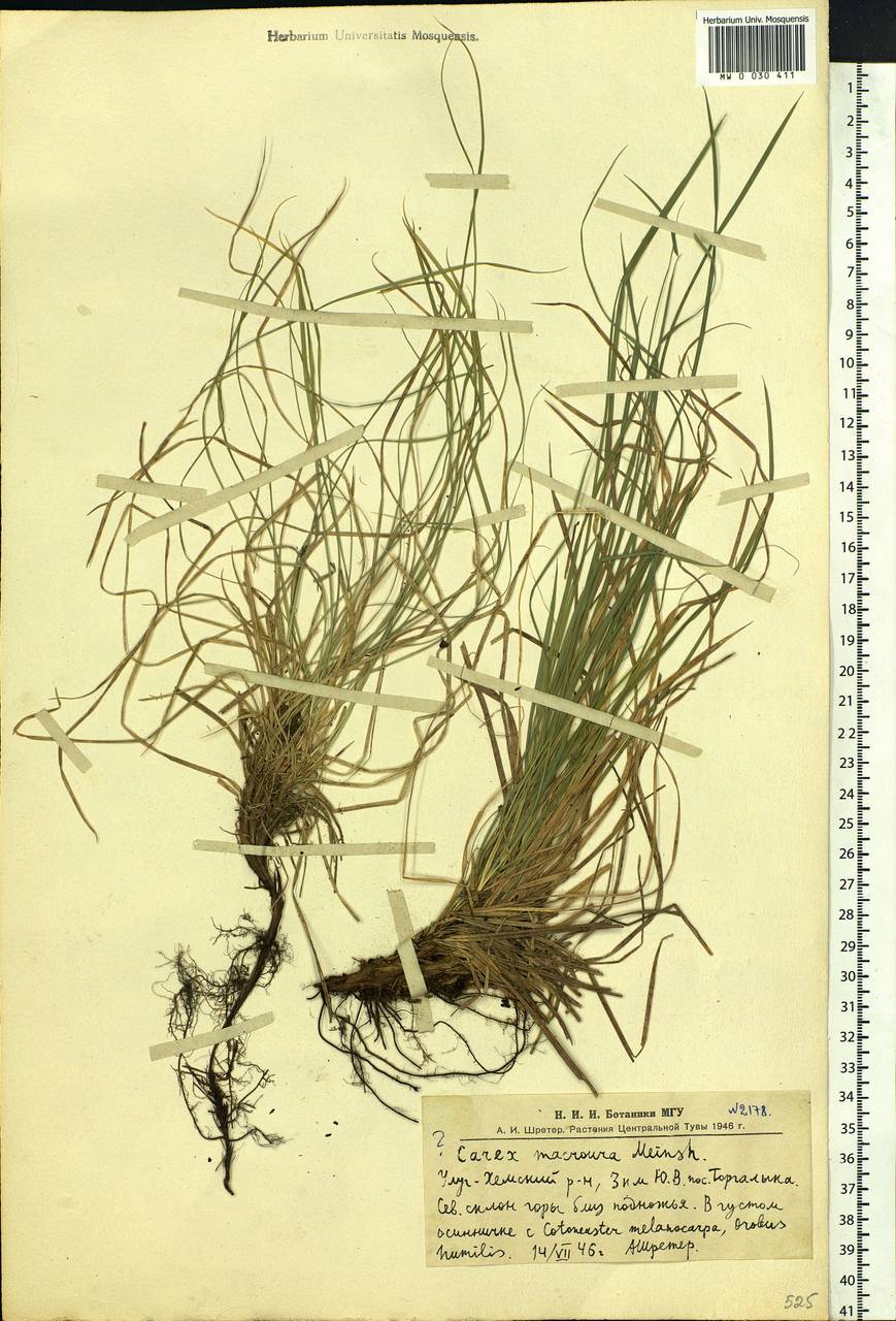 Carex pediformis var. macroura (Meinsh.) Kük., Siberia, Altai & Sayany Mountains (S2) (Russia)