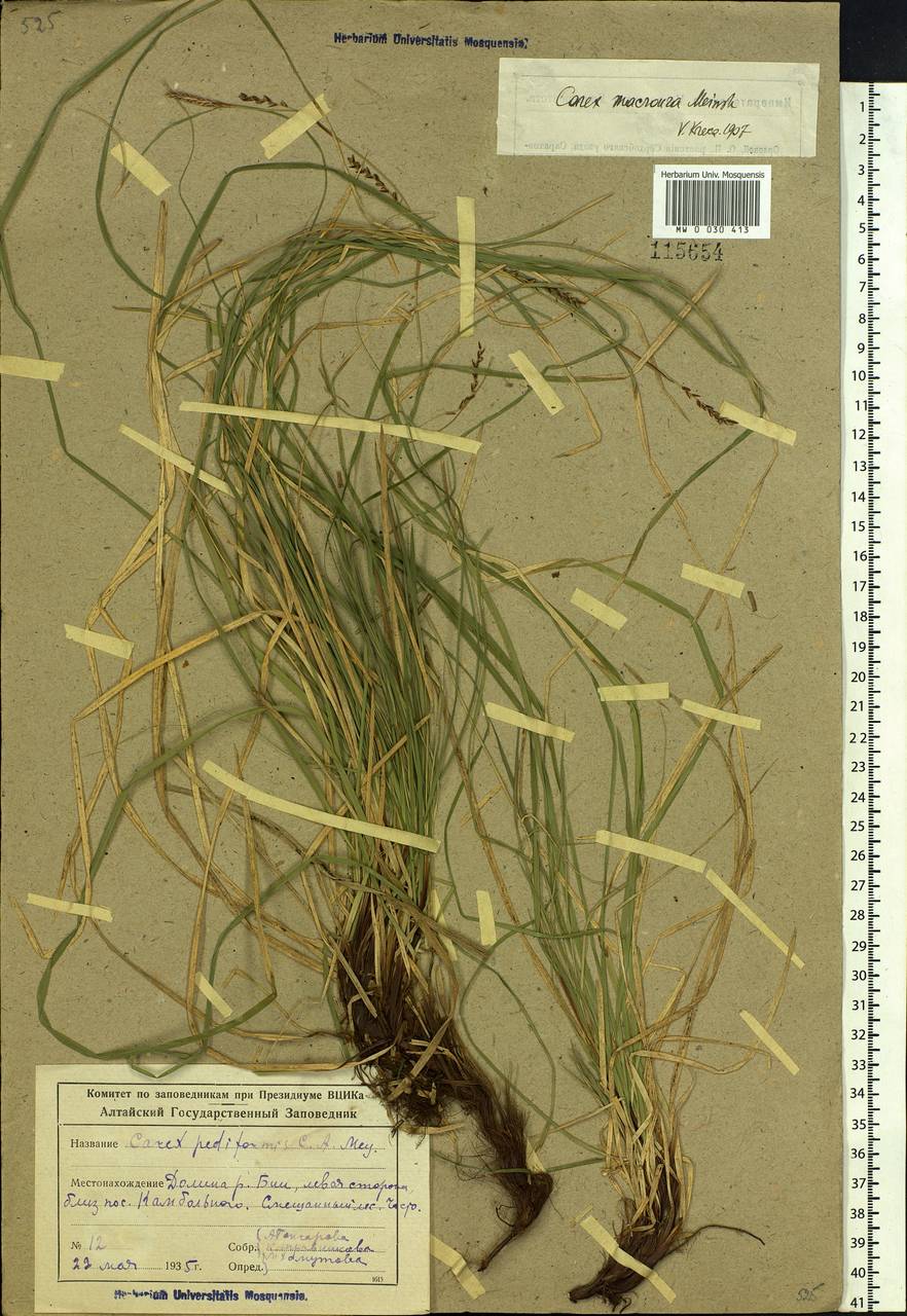 Carex pediformis var. macroura (Meinsh.) Kük., Siberia, Altai & Sayany Mountains (S2) (Russia)