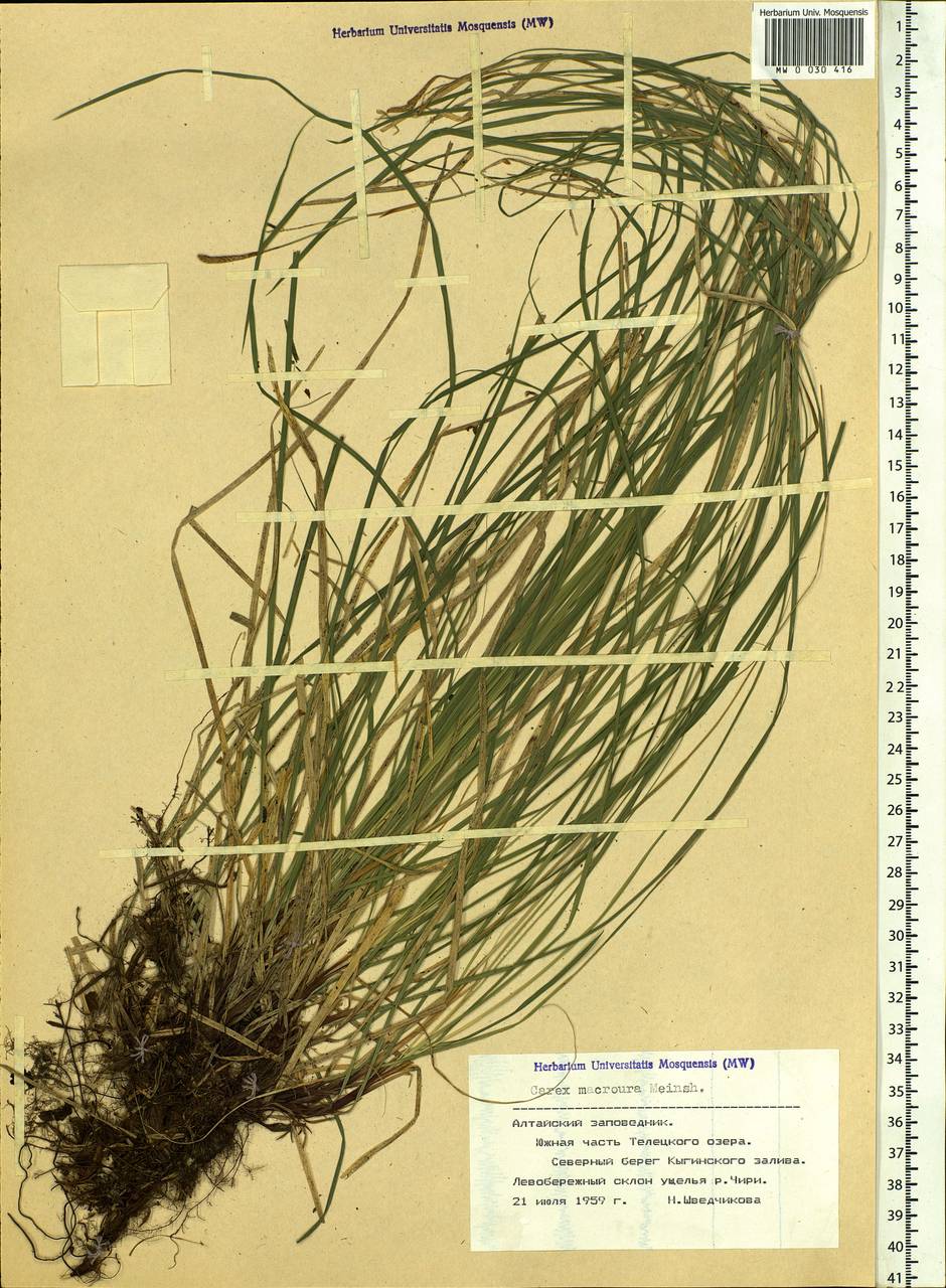 Carex pediformis var. macroura (Meinsh.) Kük., Siberia, Altai & Sayany Mountains (S2) (Russia)