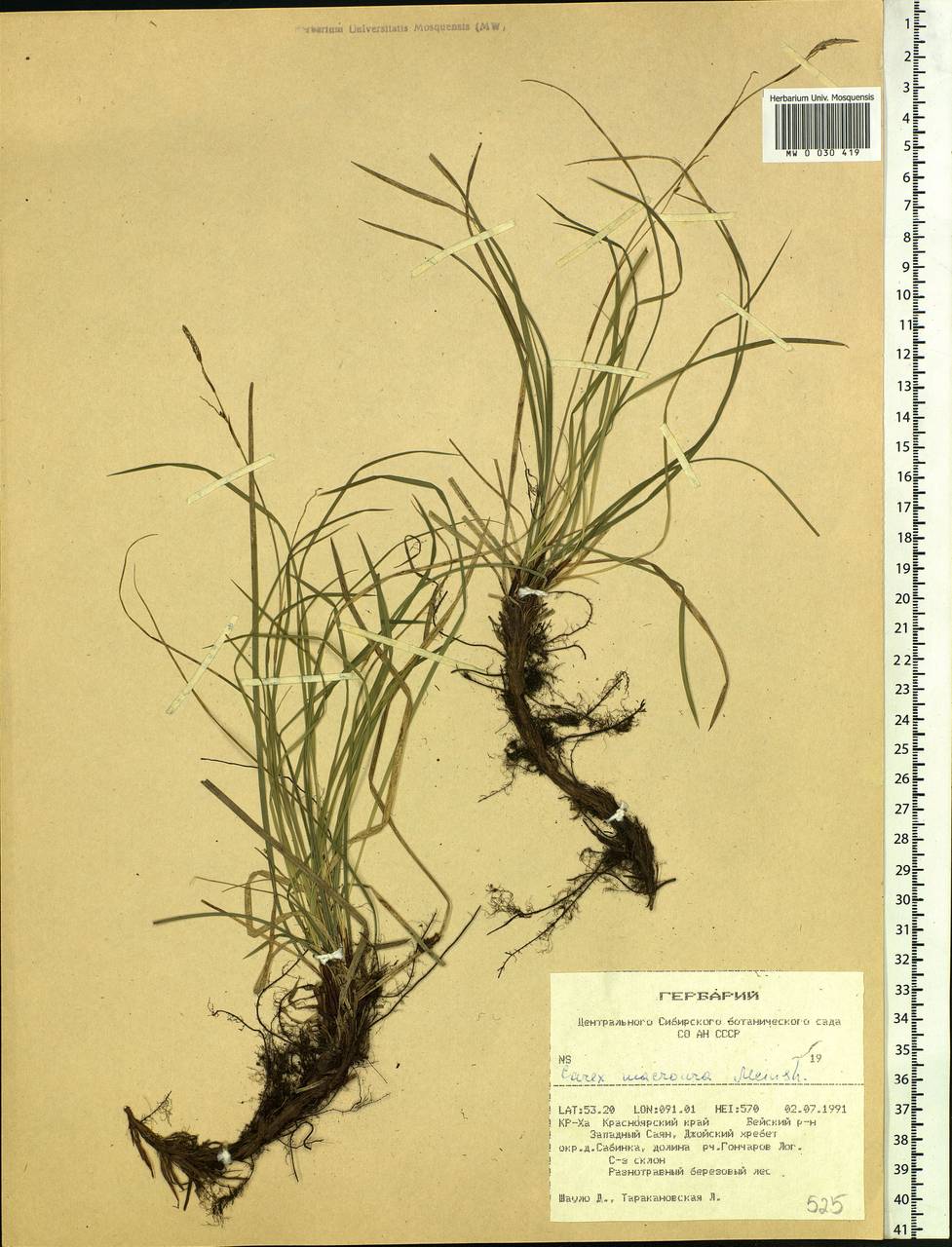 Carex pediformis var. macroura (Meinsh.) Kük., Siberia, Altai & Sayany Mountains (S2) (Russia)