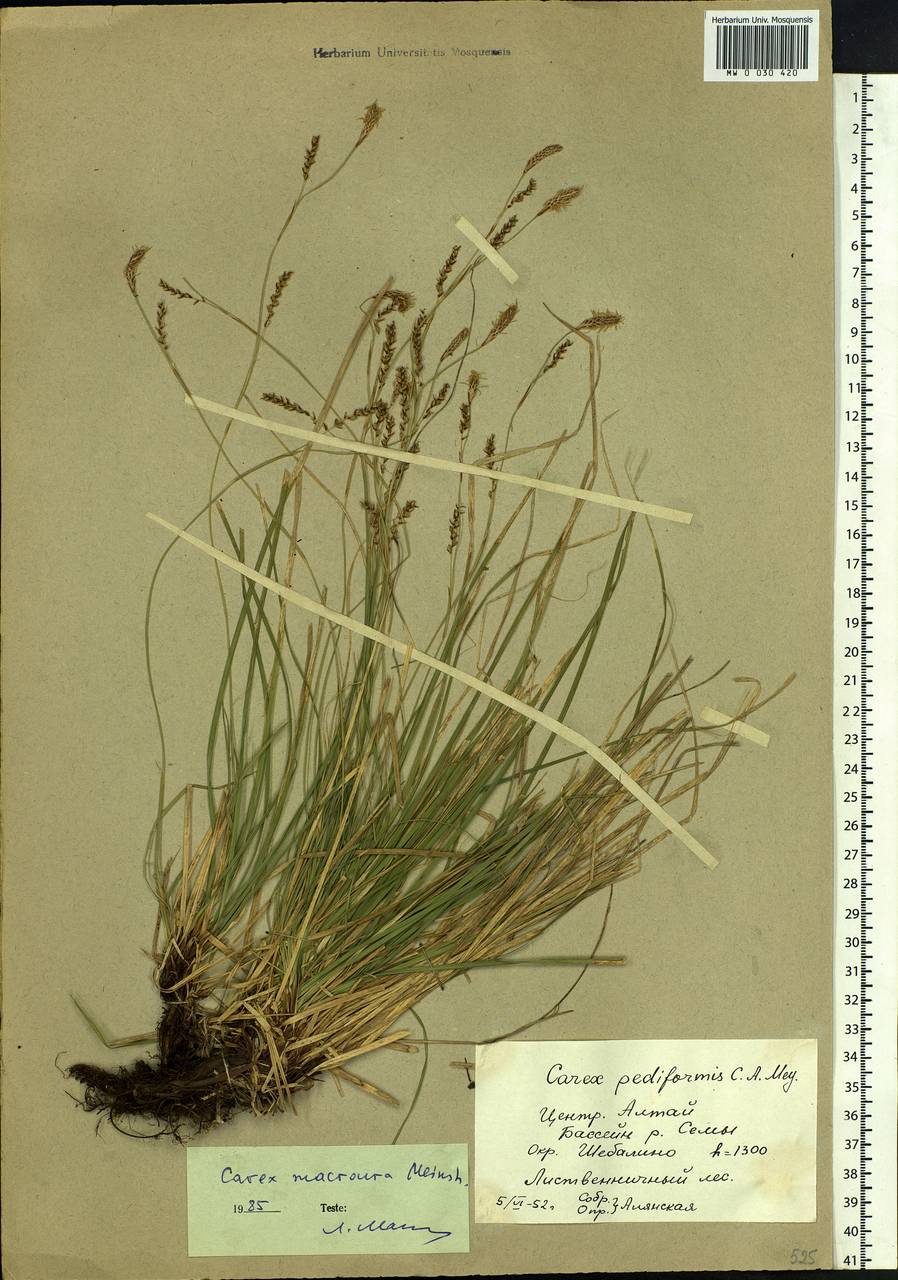 Carex pediformis var. macroura (Meinsh.) Kük., Siberia, Altai & Sayany Mountains (S2) (Russia)