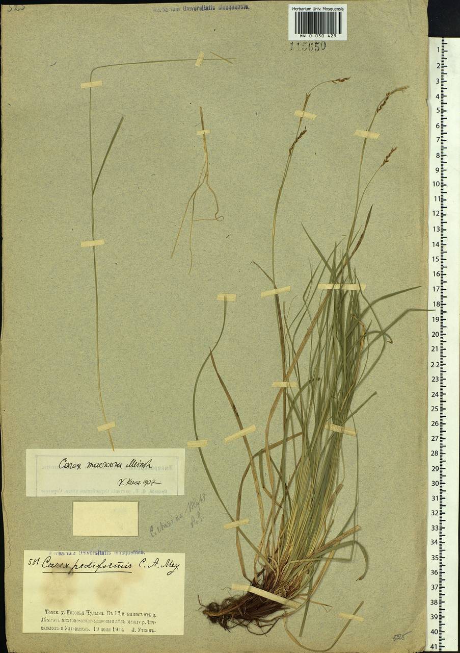Carex pediformis var. macroura (Meinsh.) Kük., Siberia, Western Siberia (S1) (Russia)