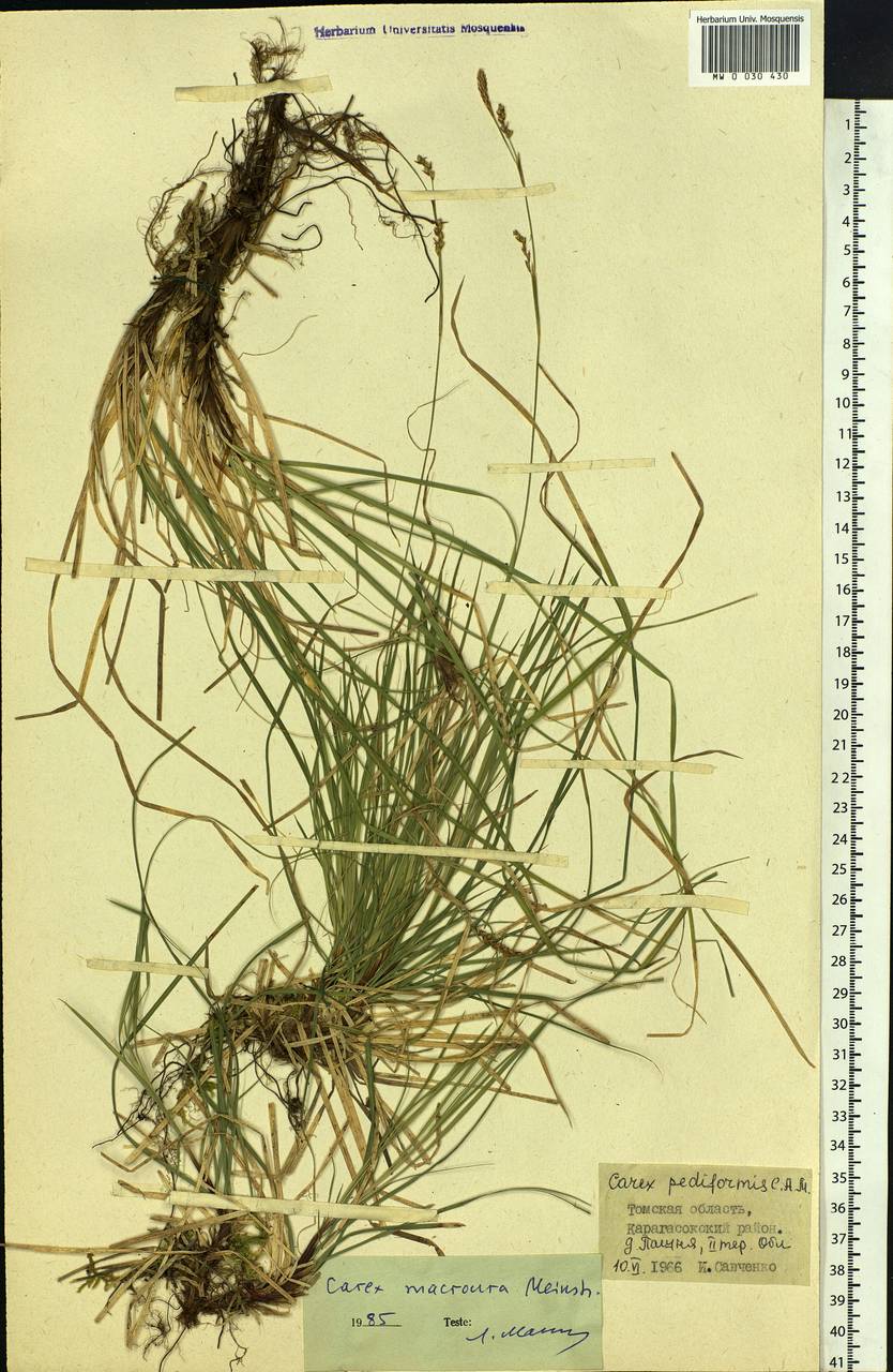 Carex pediformis var. macroura (Meinsh.) Kük., Siberia, Western Siberia (S1) (Russia)