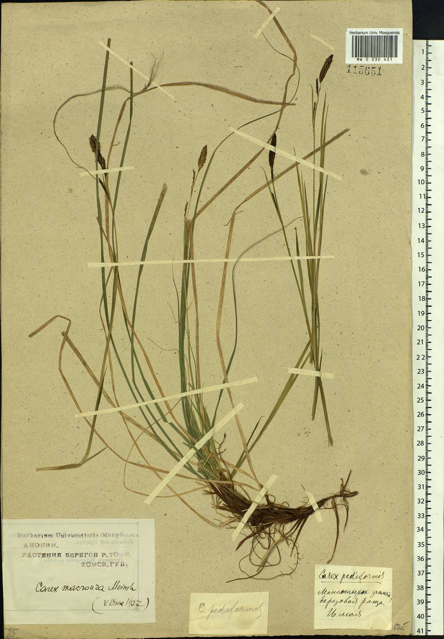 Carex pediformis var. macroura (Meinsh.) Kük., Siberia, Western Siberia (S1) (Russia)
