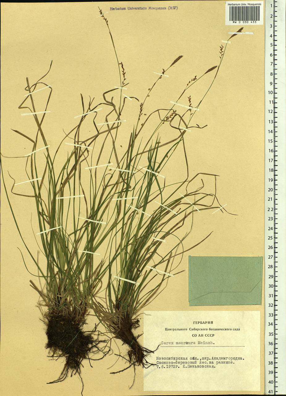 Carex pediformis var. macroura (Meinsh.) Kük., Siberia, Western Siberia (S1) (Russia)