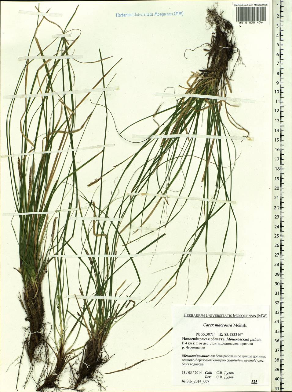 Carex pediformis var. macroura (Meinsh.) Kük., Siberia, Western Siberia (S1) (Russia)