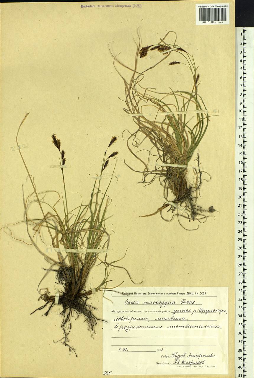 Carex petricosa var. petricosa, Siberia, Chukotka & Kamchatka (S7) (Russia)