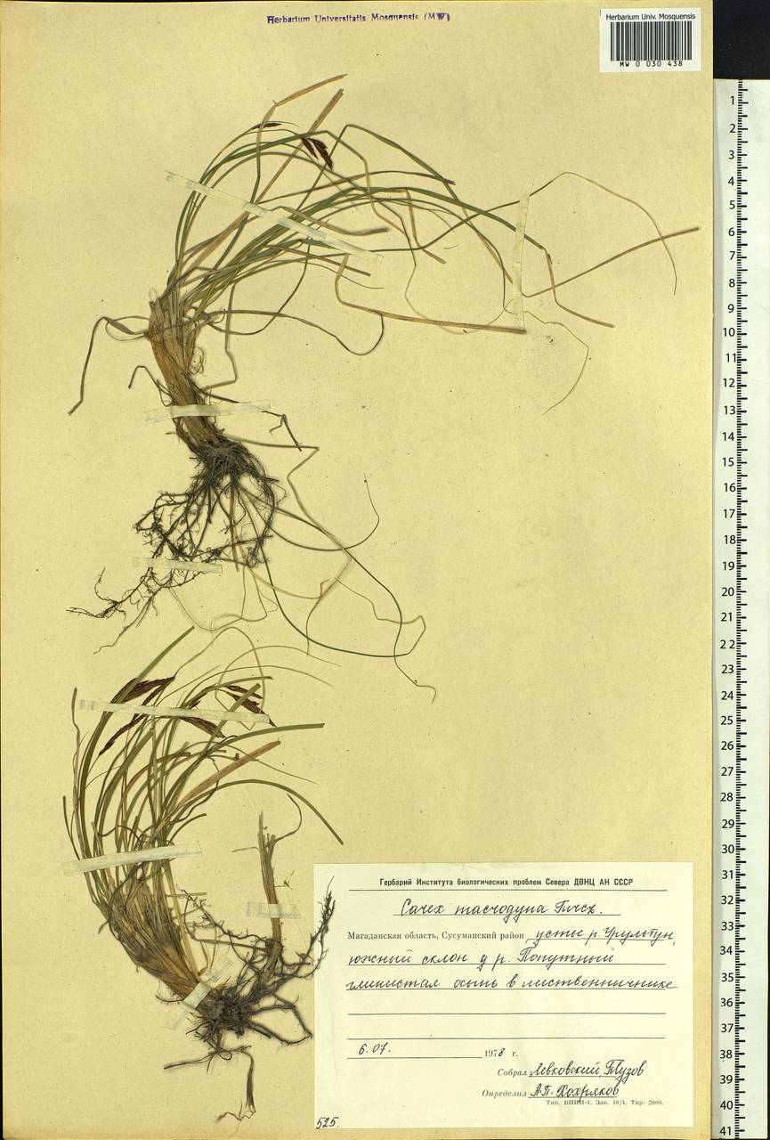 Carex petricosa var. petricosa, Siberia, Chukotka & Kamchatka (S7) (Russia)
