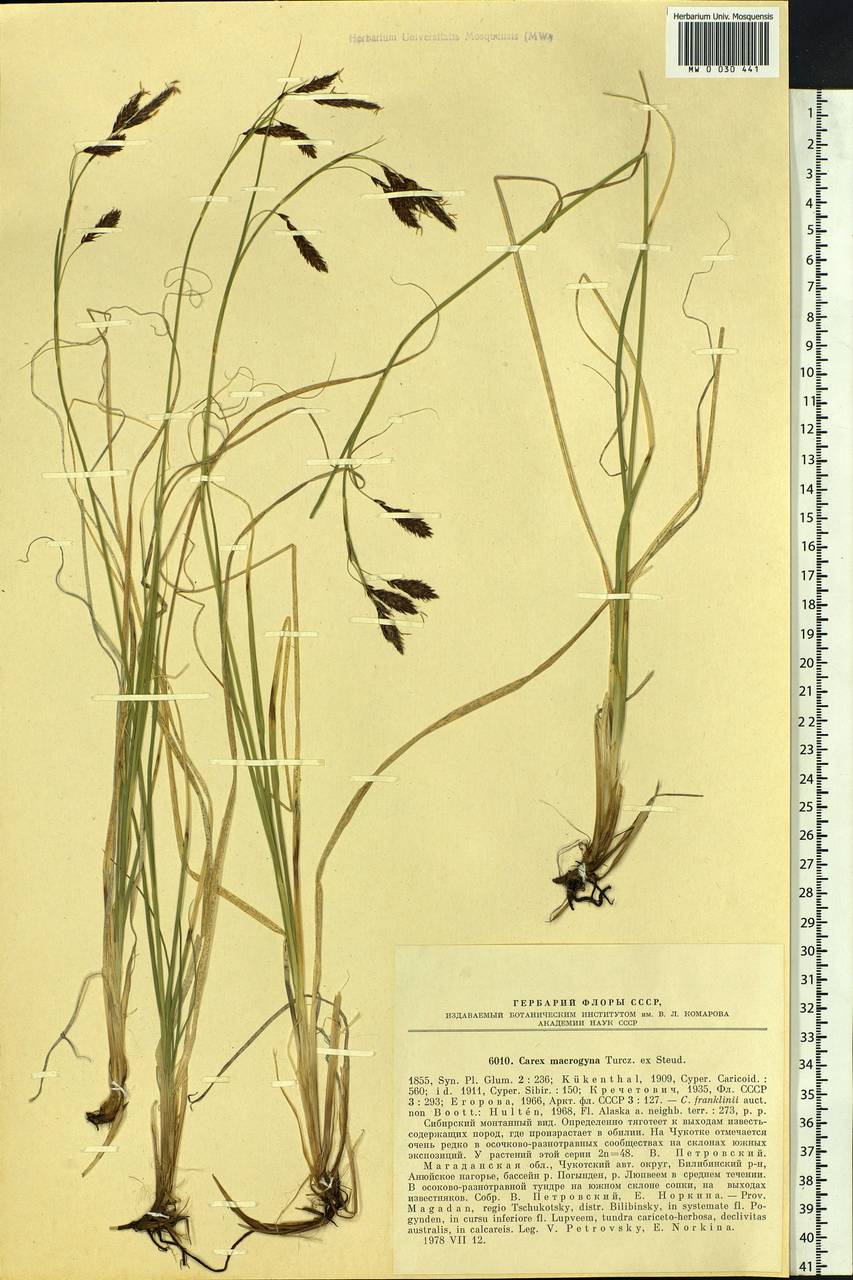 Carex petricosa var. petricosa, Siberia, Chukotka & Kamchatka (S7) (Russia)
