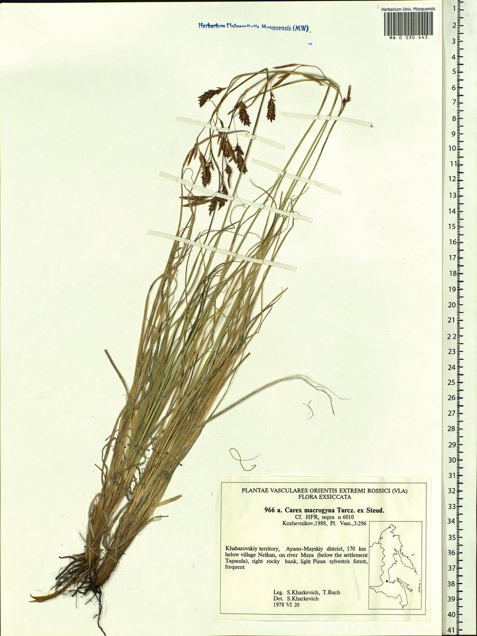 Carex petricosa var. petricosa, Siberia, Russian Far East (S6) (Russia)