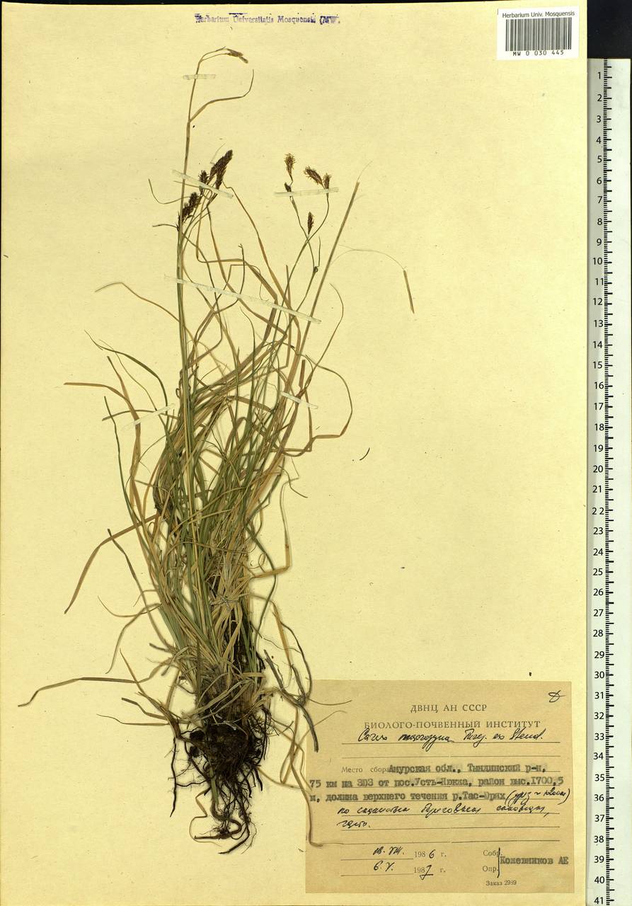 Carex petricosa var. petricosa, Siberia, Russian Far East (S6) (Russia)