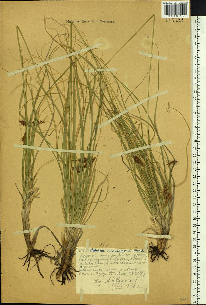Carex petricosa var. petricosa, Siberia, Yakutia (S5) (Russia)