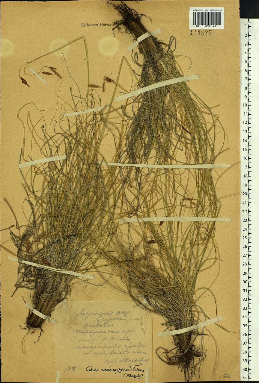 Carex petricosa var. petricosa, Siberia, Yakutia (S5) (Russia)
