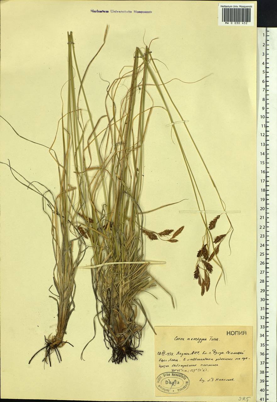 Carex petricosa var. petricosa, Siberia, Yakutia (S5) (Russia)
