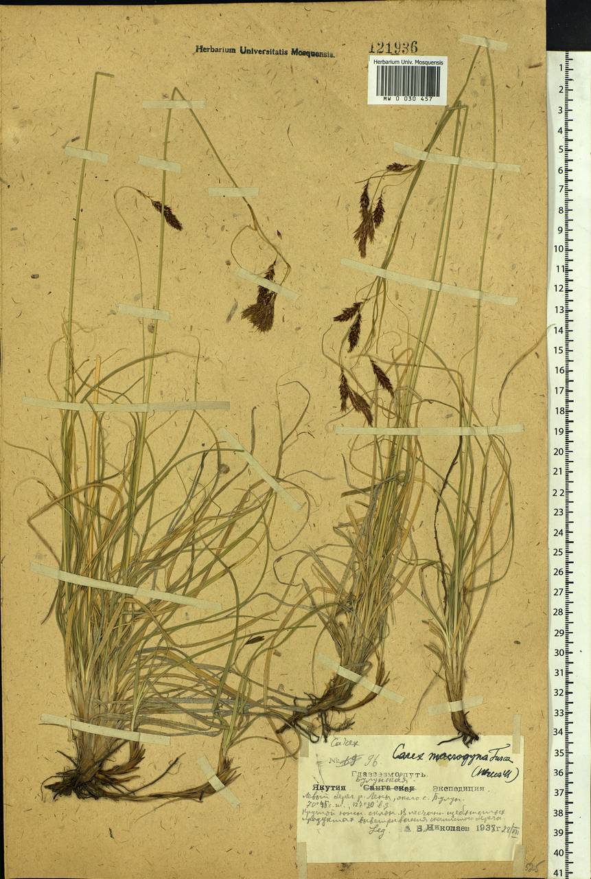 Carex petricosa var. petricosa, Siberia, Yakutia (S5) (Russia)