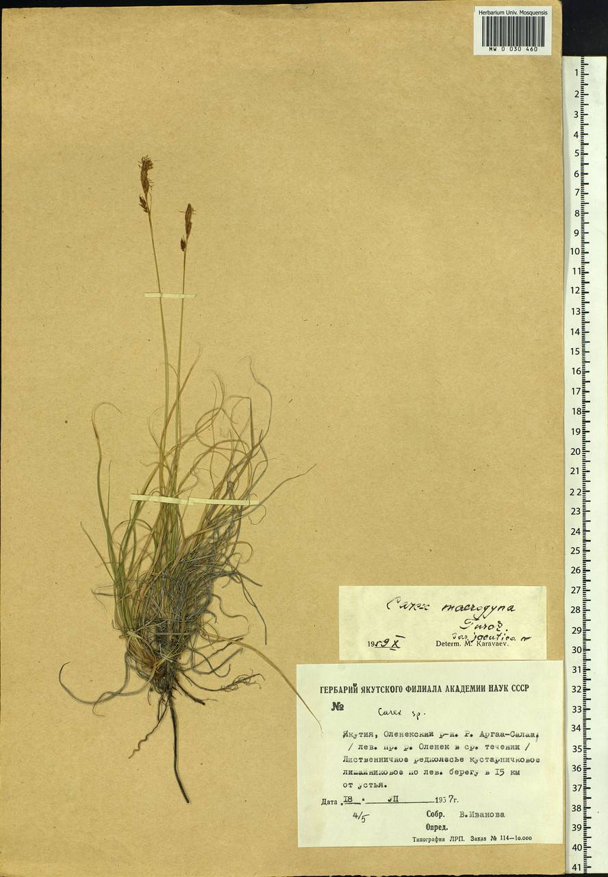 Carex petricosa var. petricosa, Siberia, Yakutia (S5) (Russia)