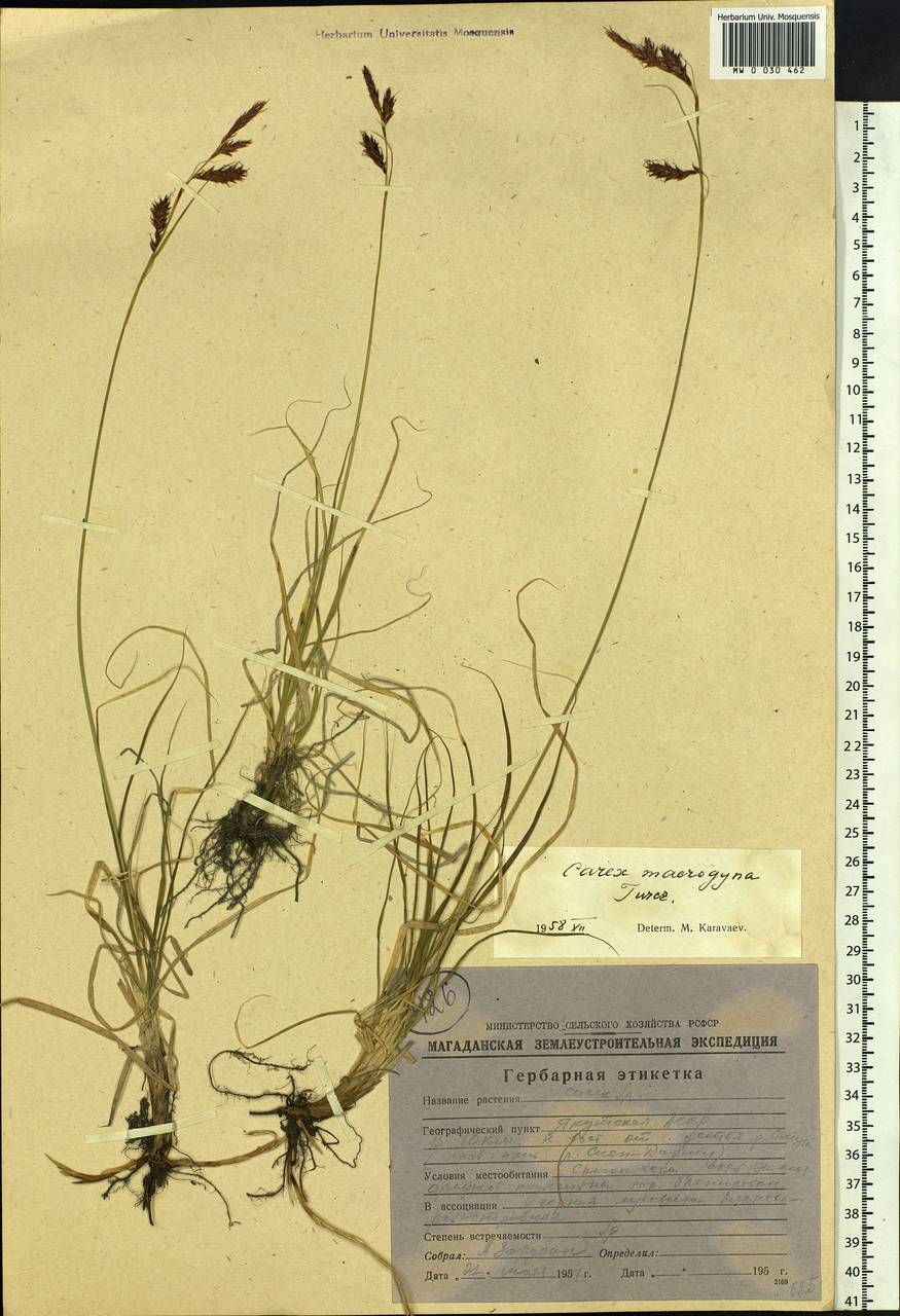 Carex petricosa var. petricosa, Siberia, Yakutia (S5) (Russia)