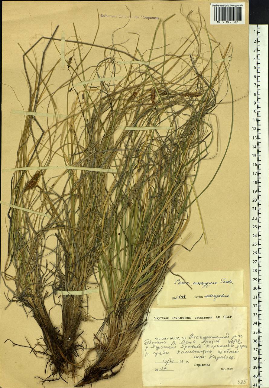 Carex petricosa var. petricosa, Siberia, Yakutia (S5) (Russia)