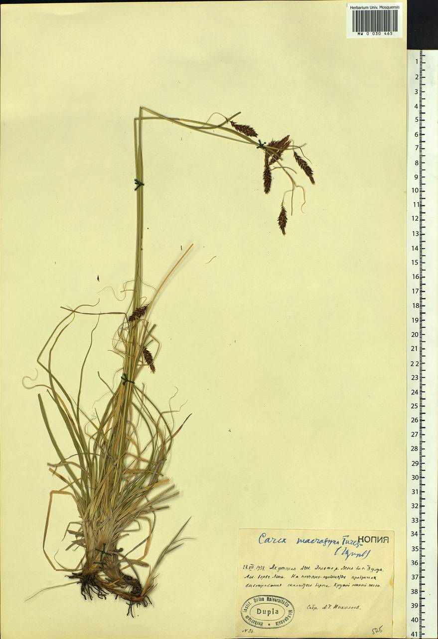 Carex petricosa var. petricosa, Siberia, Yakutia (S5) (Russia)