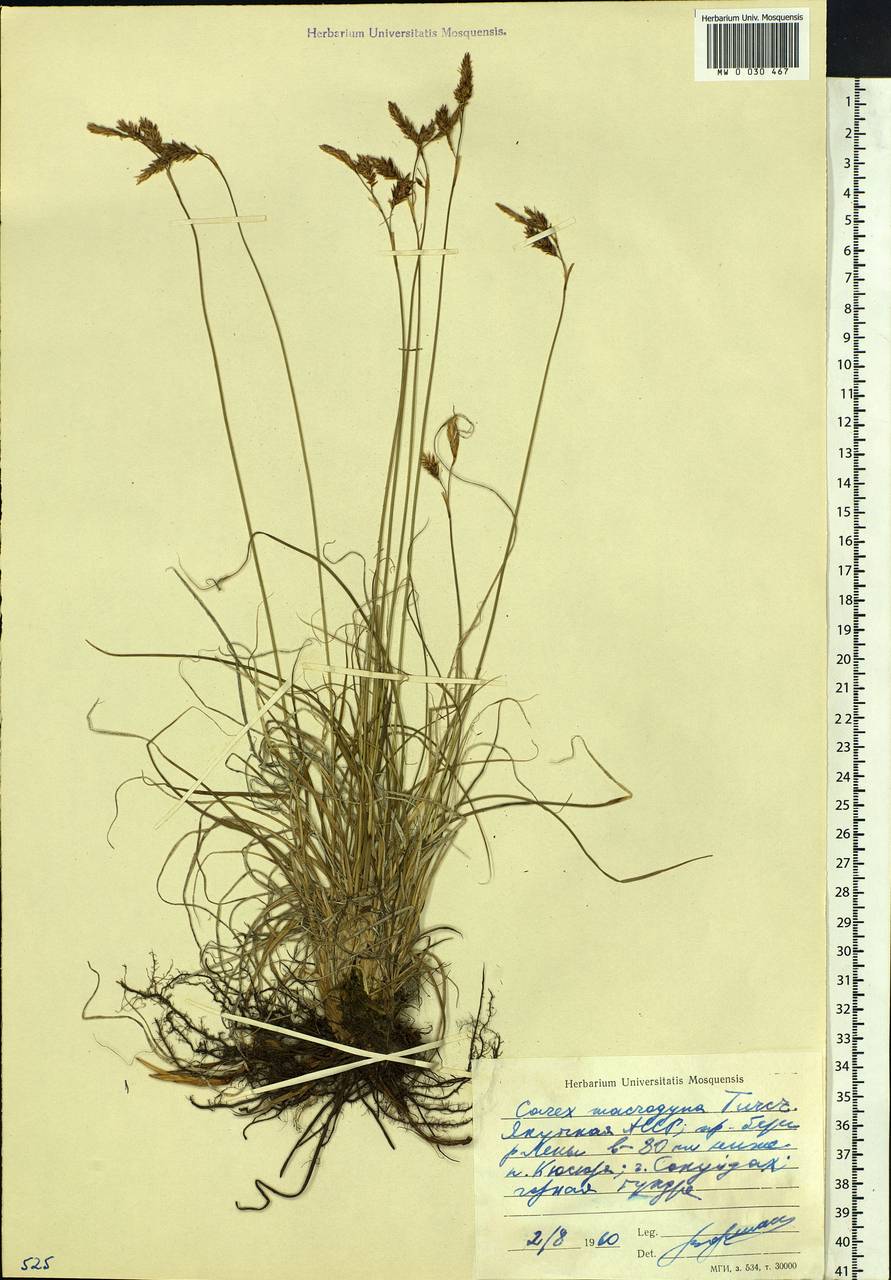 Carex petricosa var. petricosa, Siberia, Yakutia (S5) (Russia)