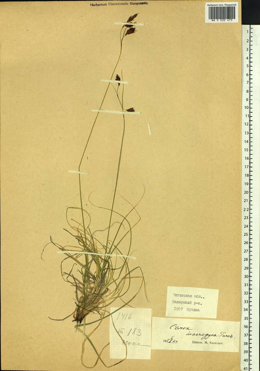 Carex petricosa var. petricosa, Siberia, Baikal & Transbaikal region (S4) (Russia)
