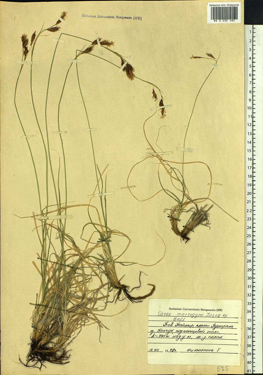 Carex petricosa var. petricosa, Siberia, Central Siberia (S3) (Russia)
