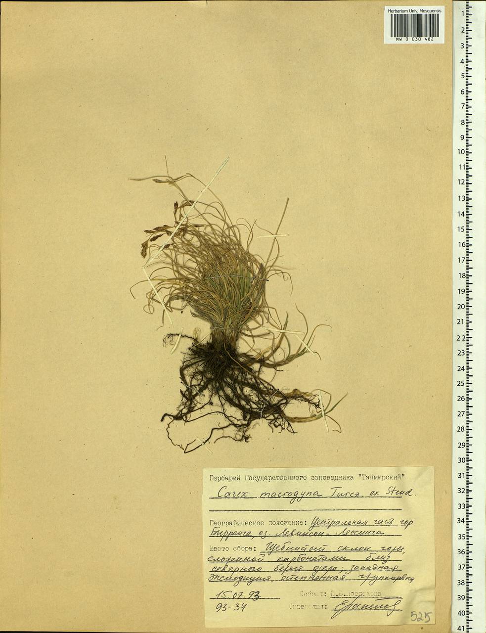 Carex petricosa var. petricosa, Siberia, Central Siberia (S3) (Russia)