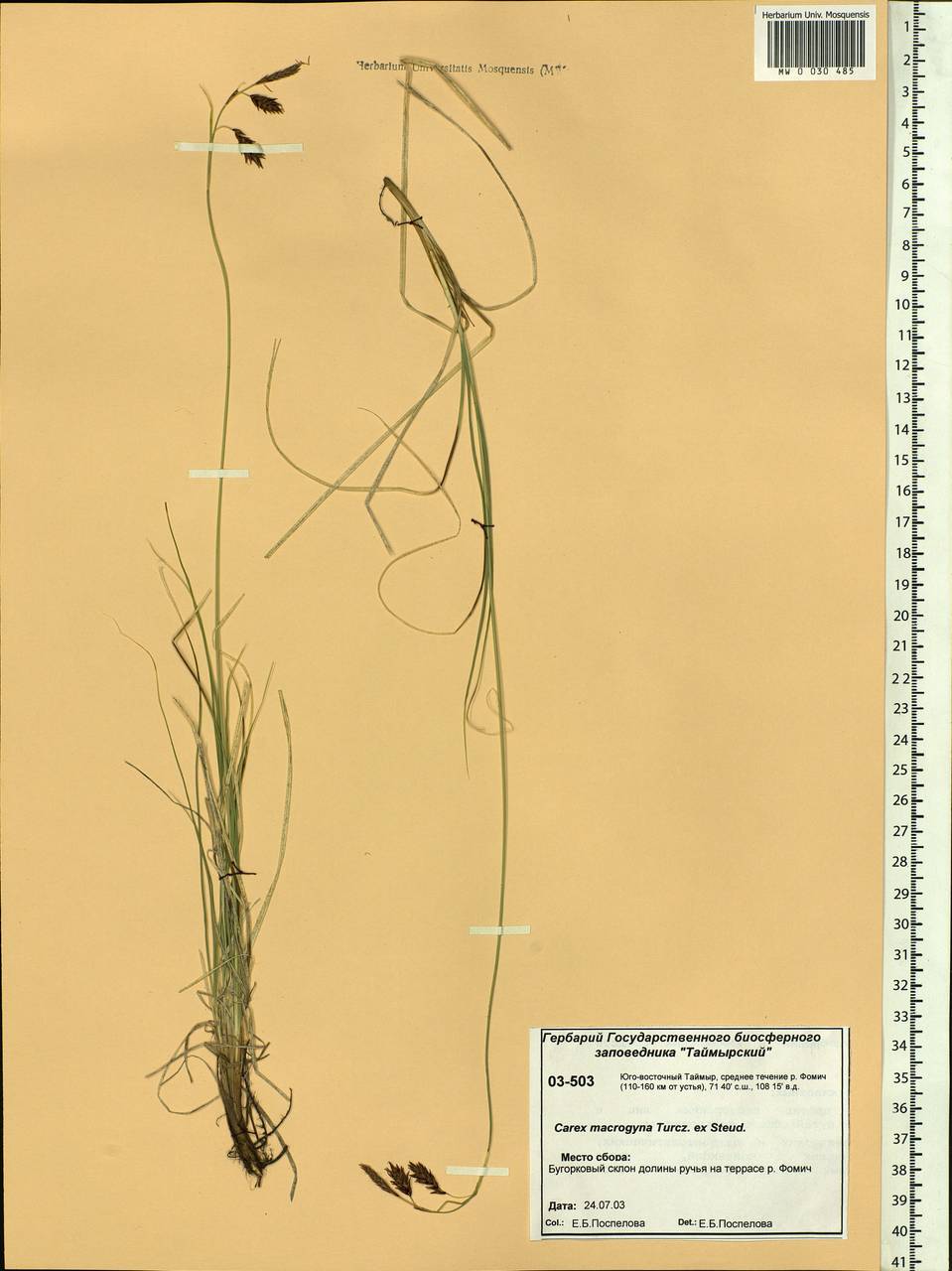 Carex petricosa var. petricosa, Siberia, Central Siberia (S3) (Russia)