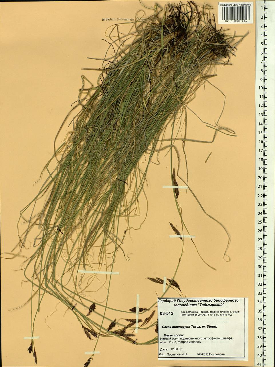 Carex petricosa var. petricosa, Siberia, Central Siberia (S3) (Russia)