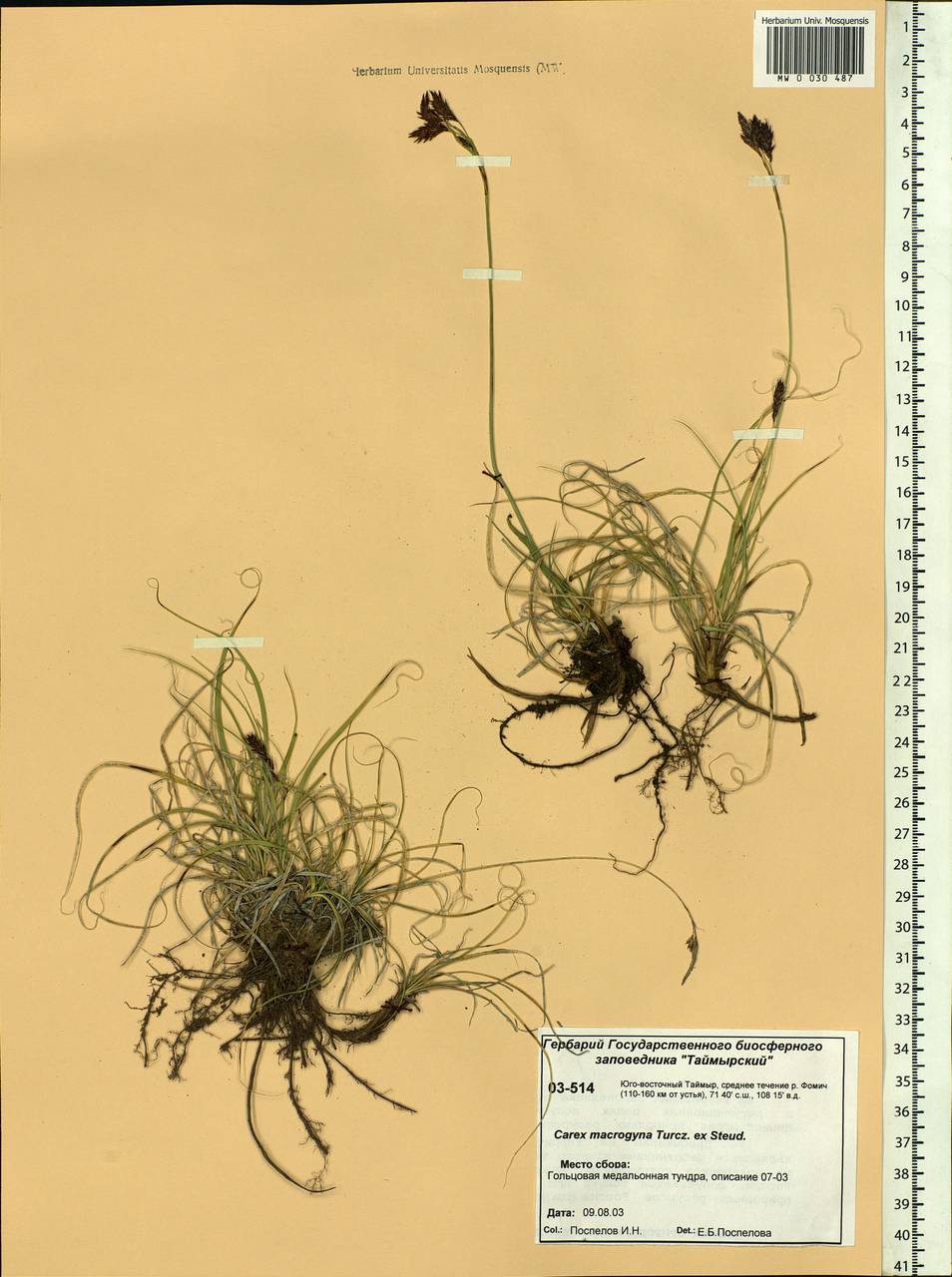 Carex petricosa var. petricosa, Siberia, Central Siberia (S3) (Russia)