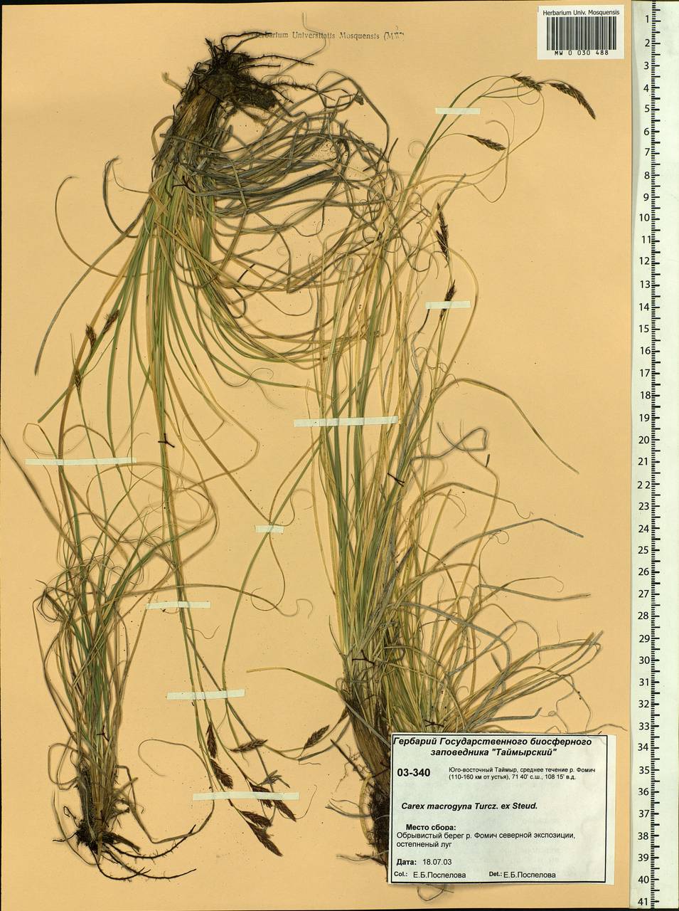 Carex petricosa var. petricosa, Siberia, Central Siberia (S3) (Russia)
