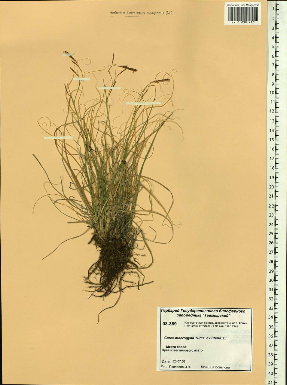 Carex petricosa var. petricosa, Siberia, Central Siberia (S3) (Russia)